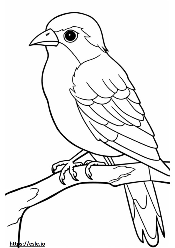 Zachodni Tanager uroczy 1