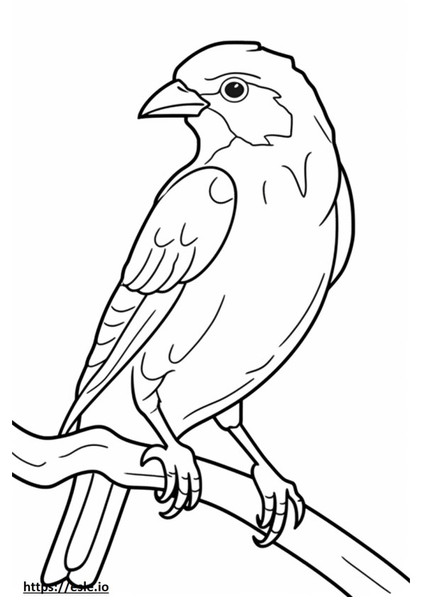 Western Tanager cute 2