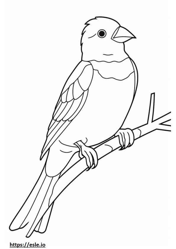 Western Tanager cute 3