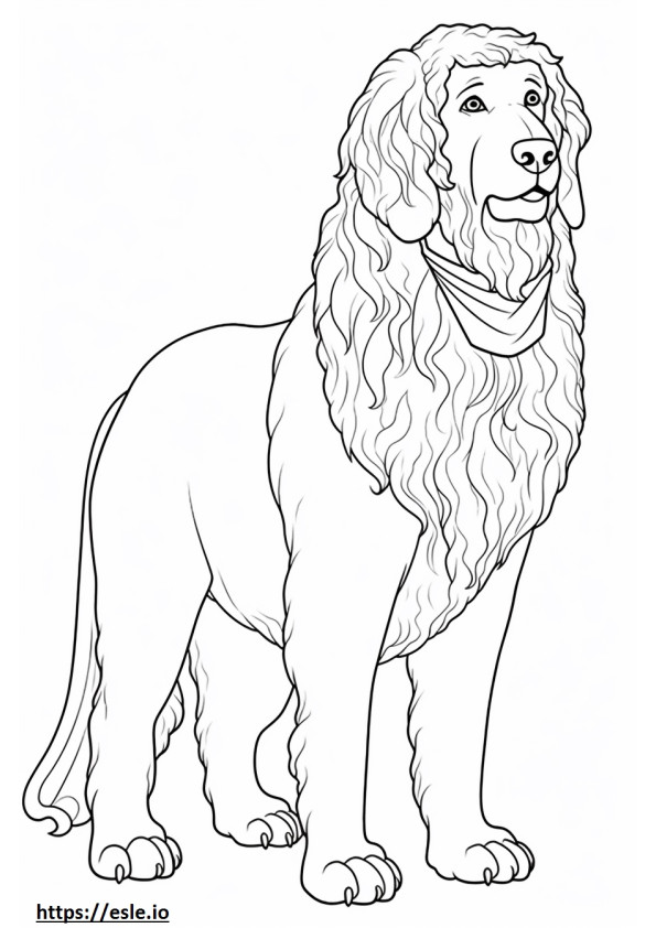 Saint Berdoodle corps entier 1