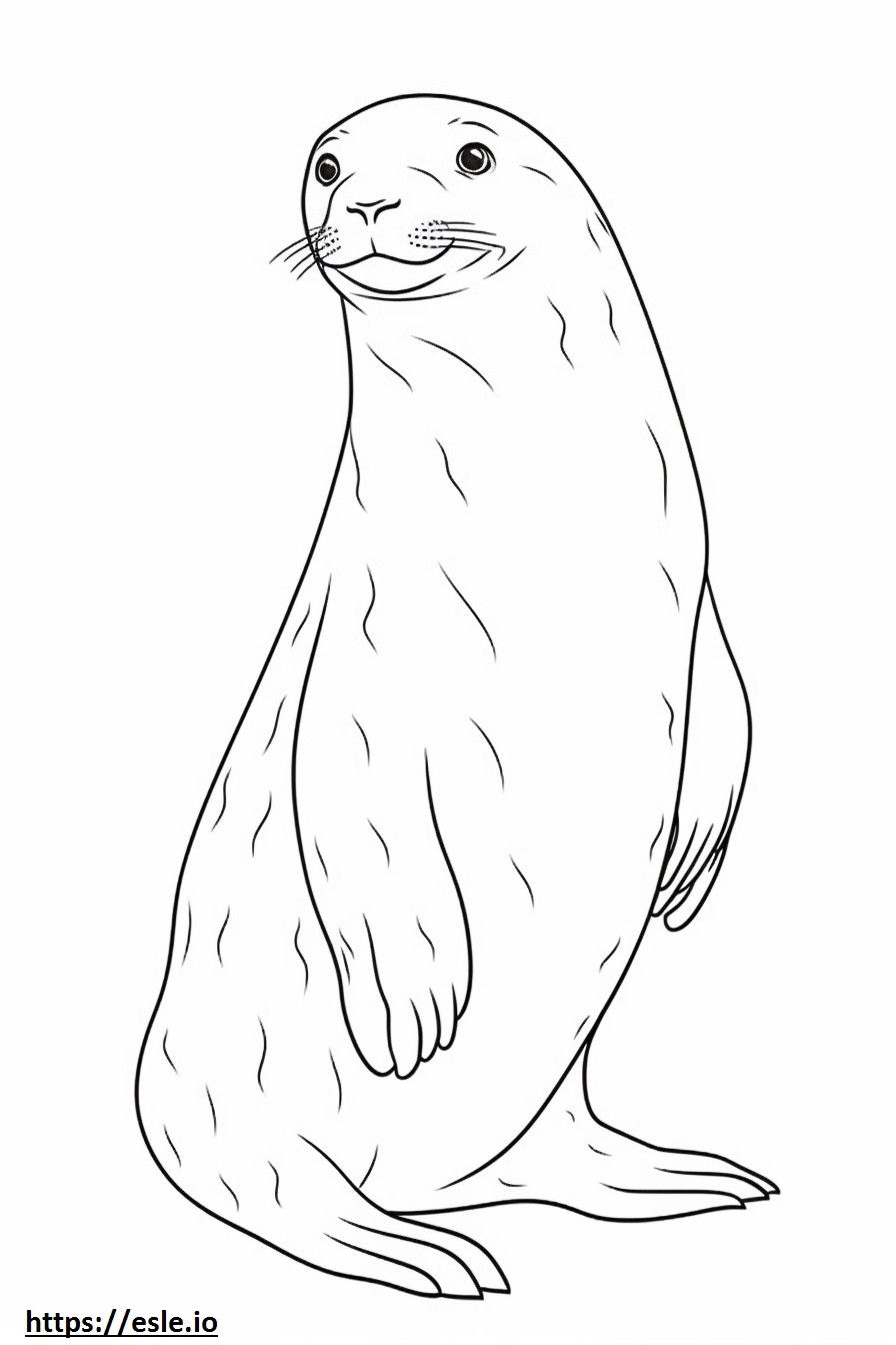 Leopard Seal koko runko värityskuva