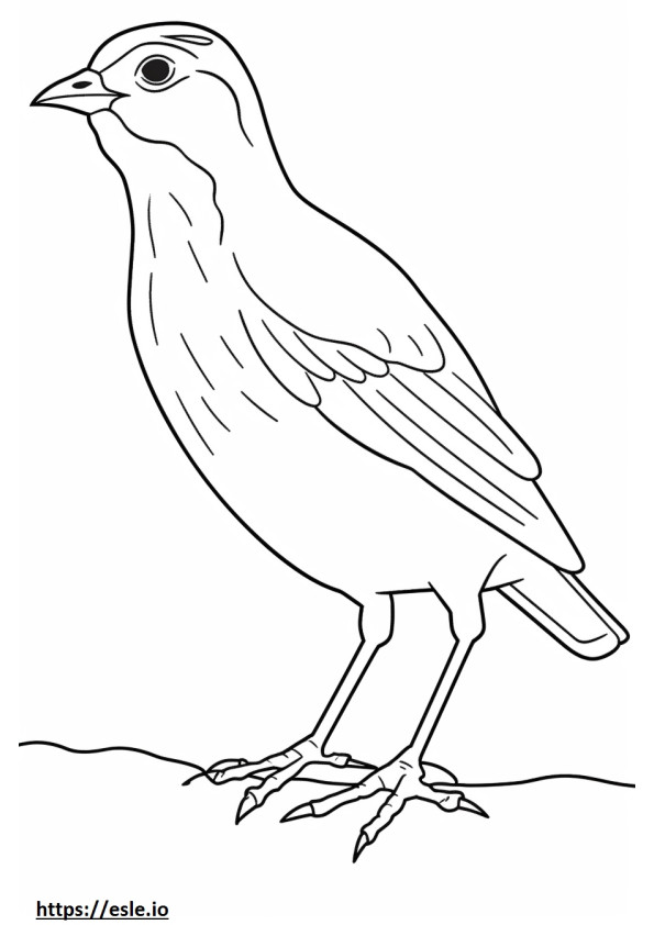 Ovenbird full body 0
