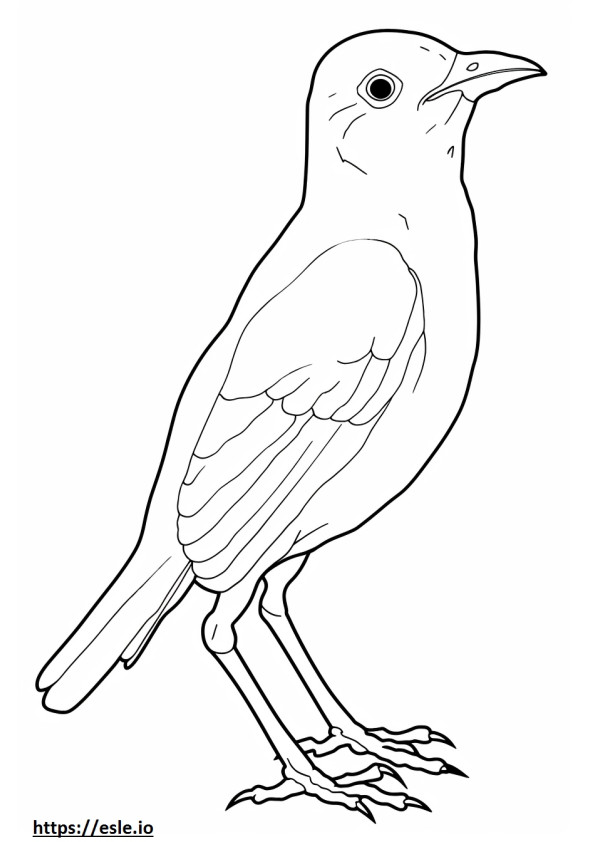 Ovenbird full body 2