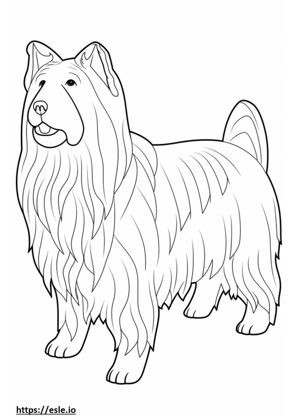 Skye Terrier mignon 0
