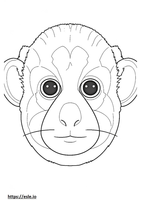 Cara de sagui-pigmeu (macaco-dedo) para colorir