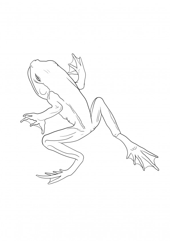 A jumping frog free printable for coloring image