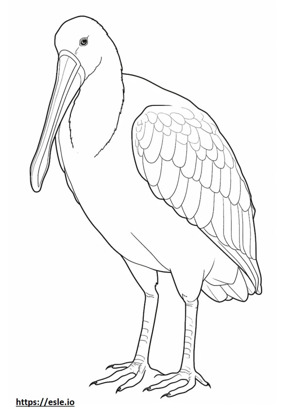 Roseate Spoonbill full body 2