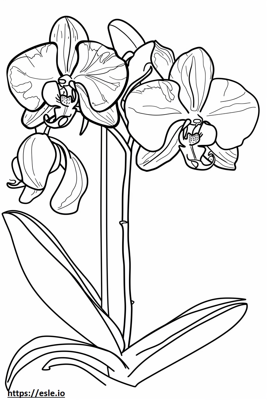 Orchid coloring page