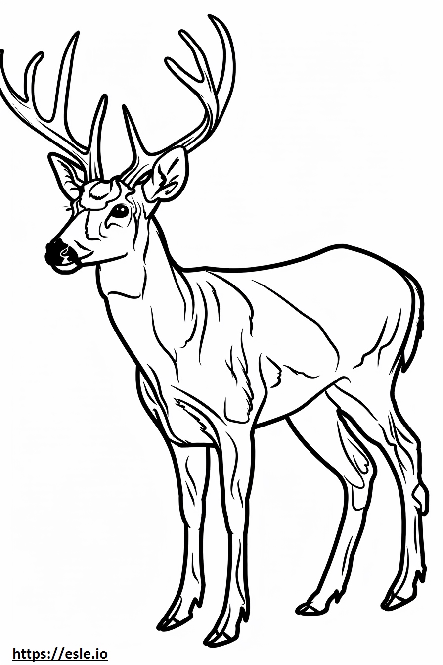 Whitetail deer free printable