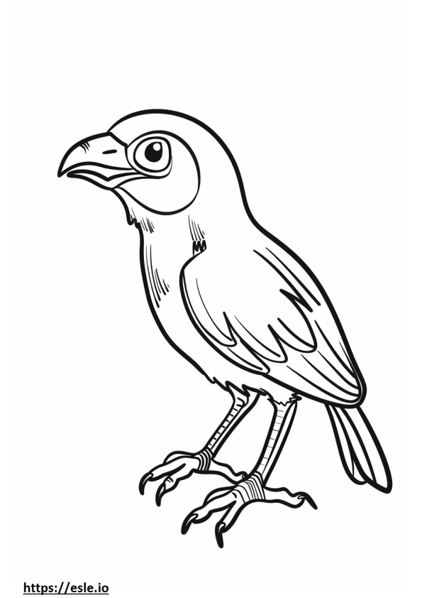 Cuckoo for coloring