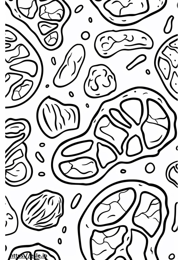 Cell membrane free printable