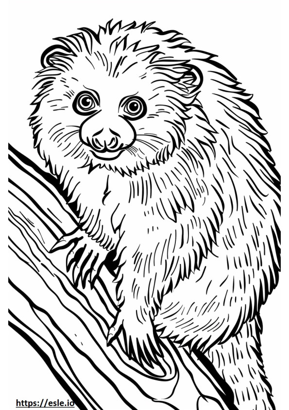 Binturong kolorowanka do druku