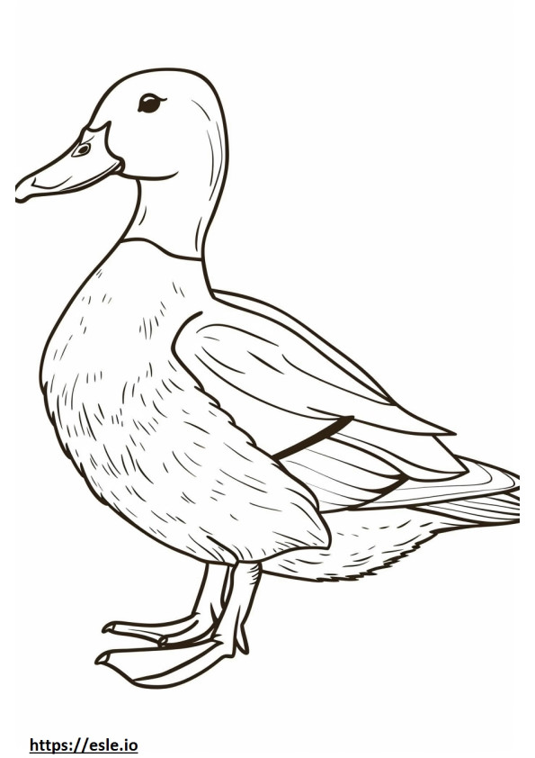 Mallard coloring page