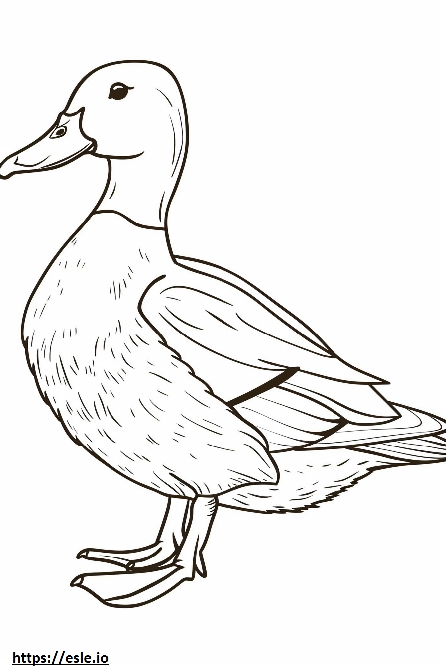 Mallard coloring page