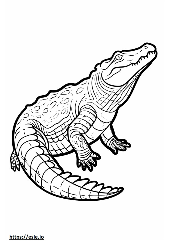 Realistic crocodile coloring sheet