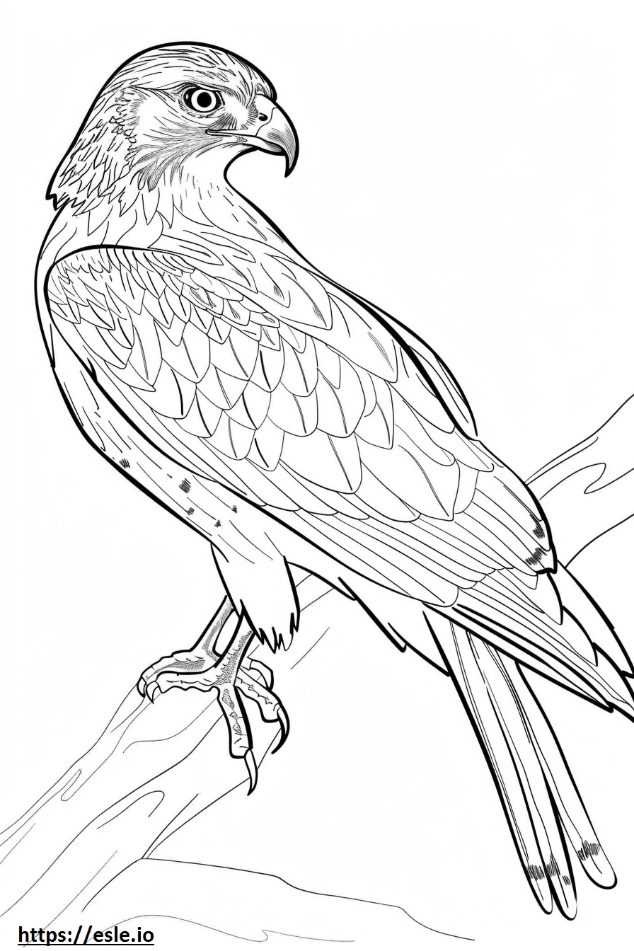 Realistic hawk coloring page