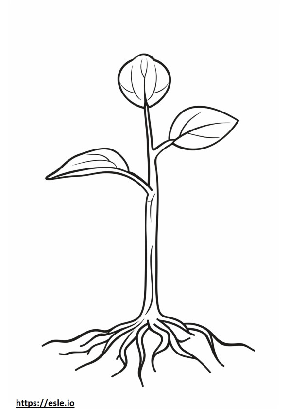 Sprout coloring page
