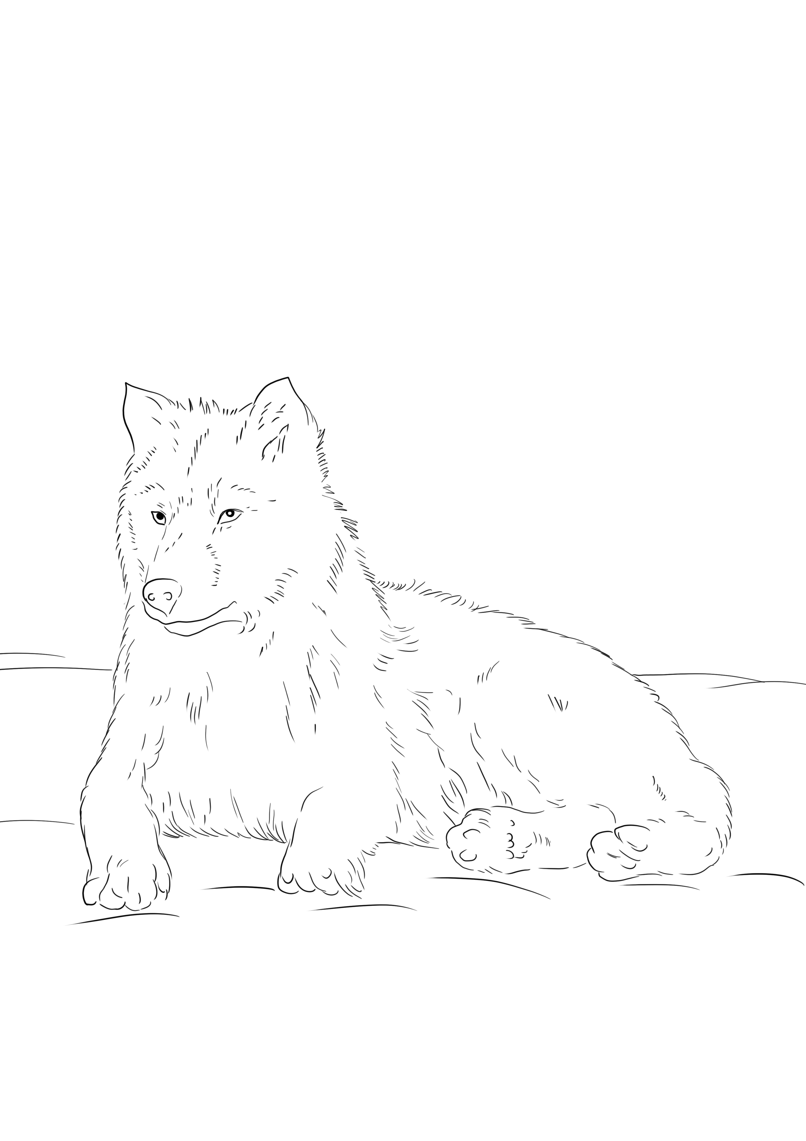 Arctic wolf -värityskuva ilmaiseen tulostukseen