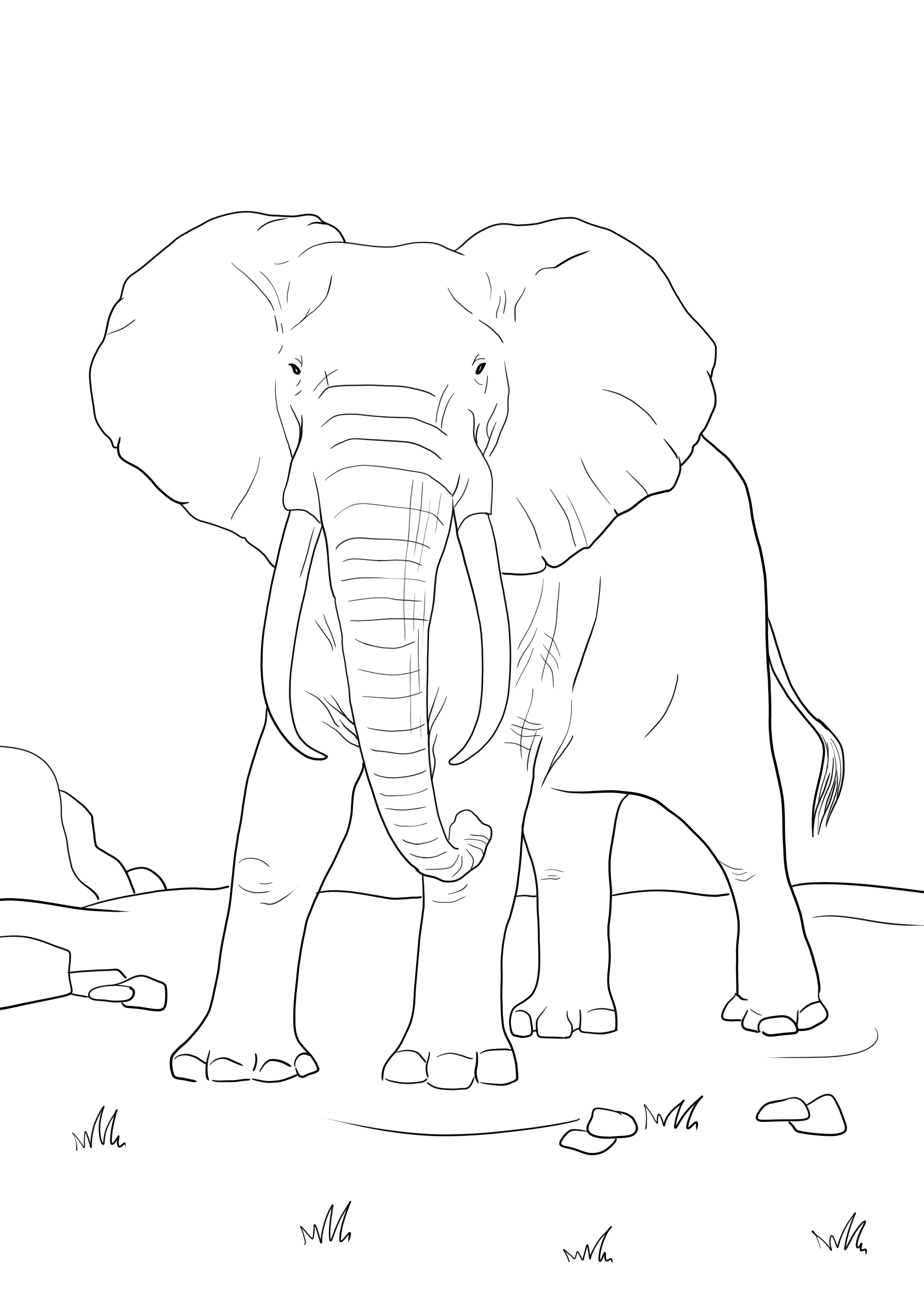 O pagină simplă de colorat a unui elefant african, care poate fi descărcată sau imprimată direct