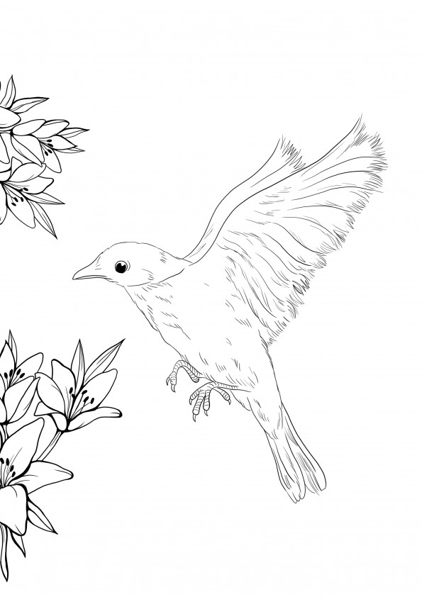 Beautiful bluebird flying in the air to color and free to print picture