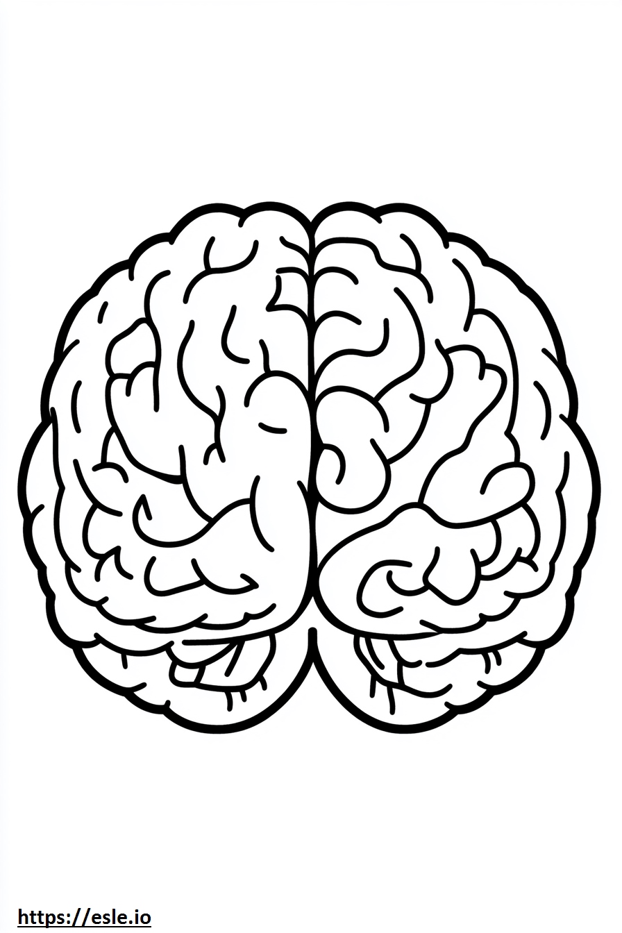 Brain lobes coloring page