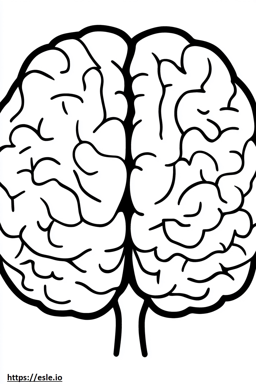 Brain lobes free printable