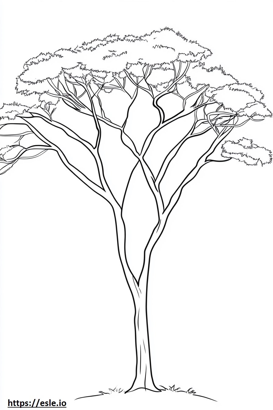 Acacia tree for coloring
