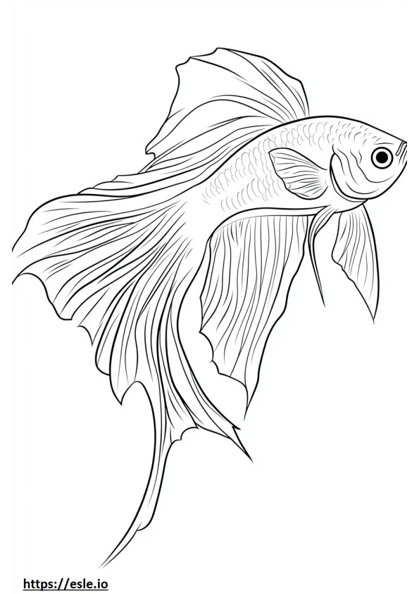 Betta da colorare e stampare