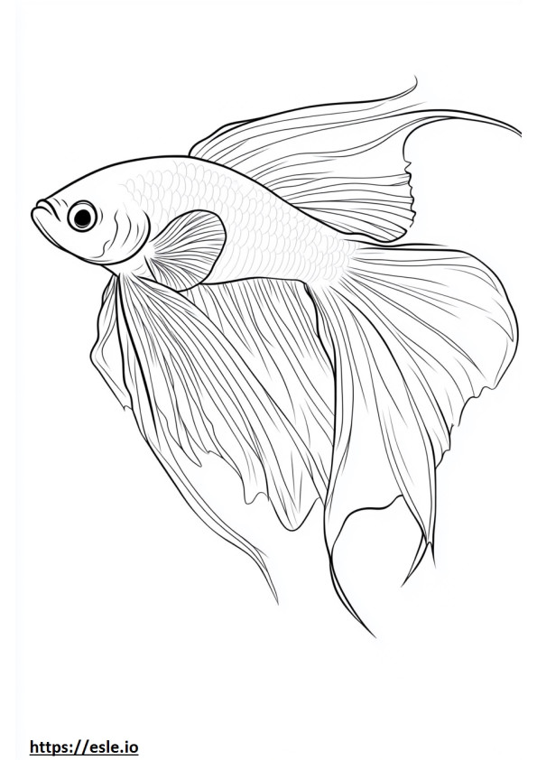 Betta disegno da colorare