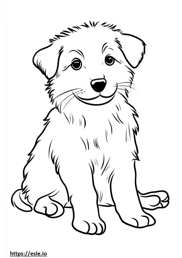 Border collie kiskutya színező nyomtatható