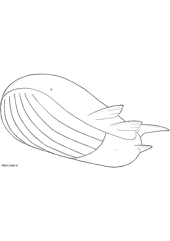 Wailord Pokemon