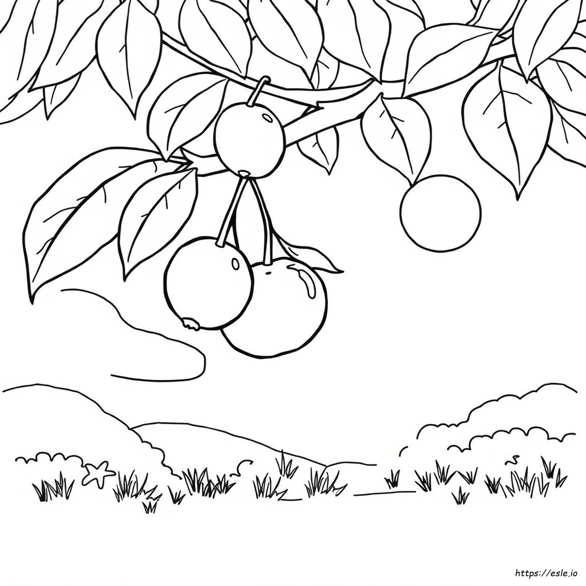Fruit Coloring Pages To Print - Free Printable