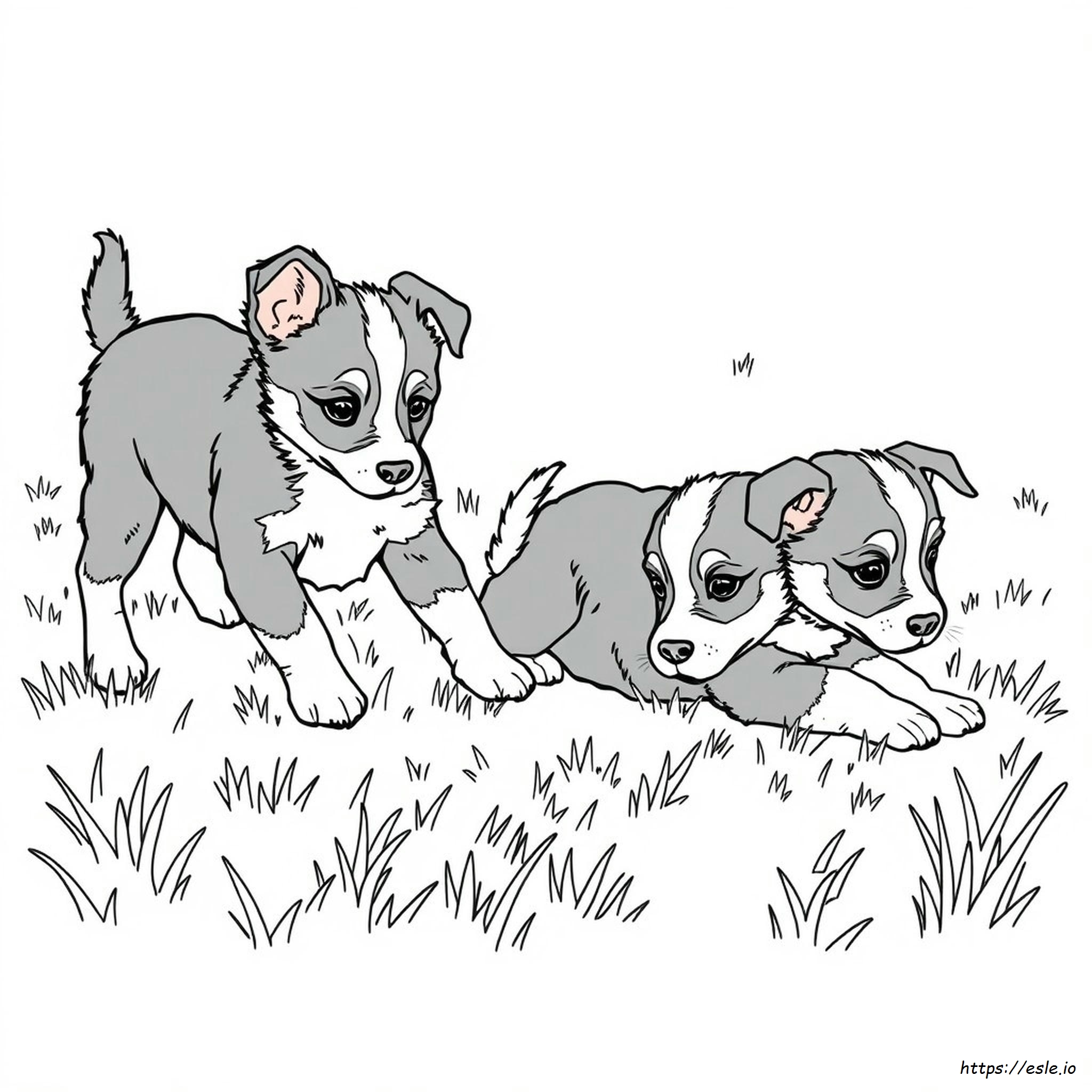 Do Blue Heeler Puppies Change Color - Free Coloring Page