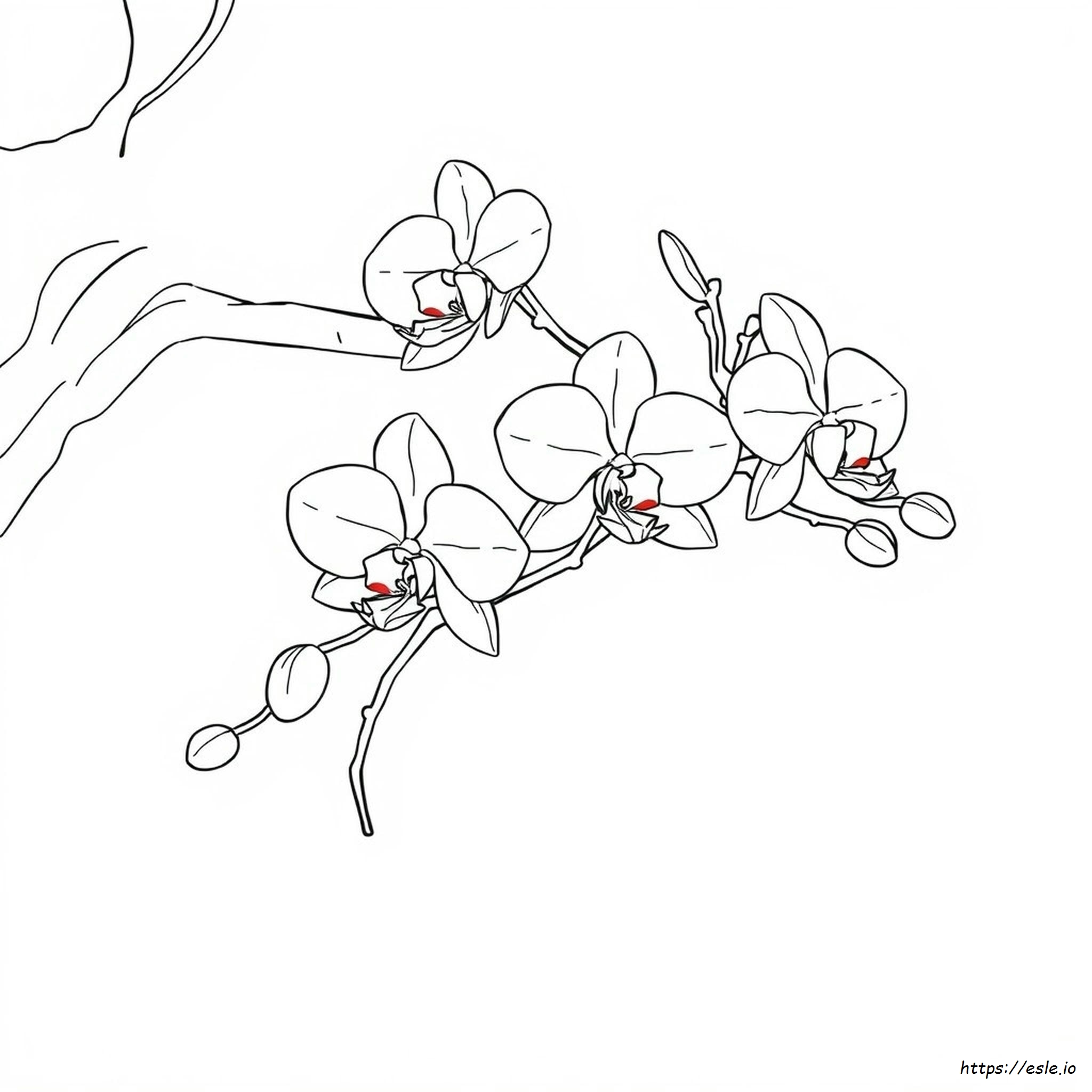How To Color Orchids With Food Coloring - free printable coloring page
