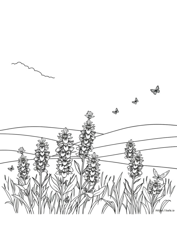 Bluebonnet Coloring Page