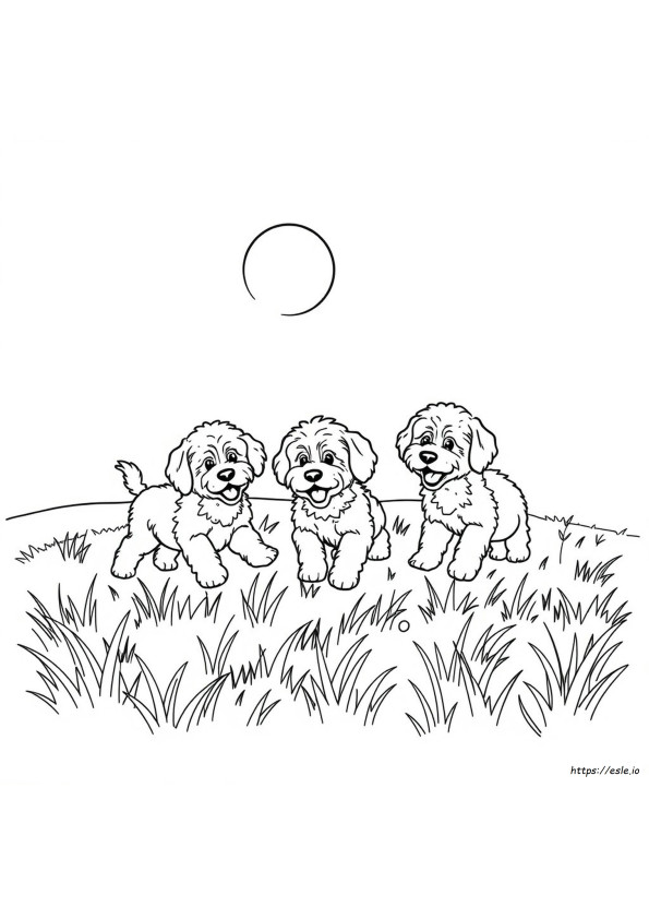 Változik-E Az Ausztrál Doodle Színvilága?