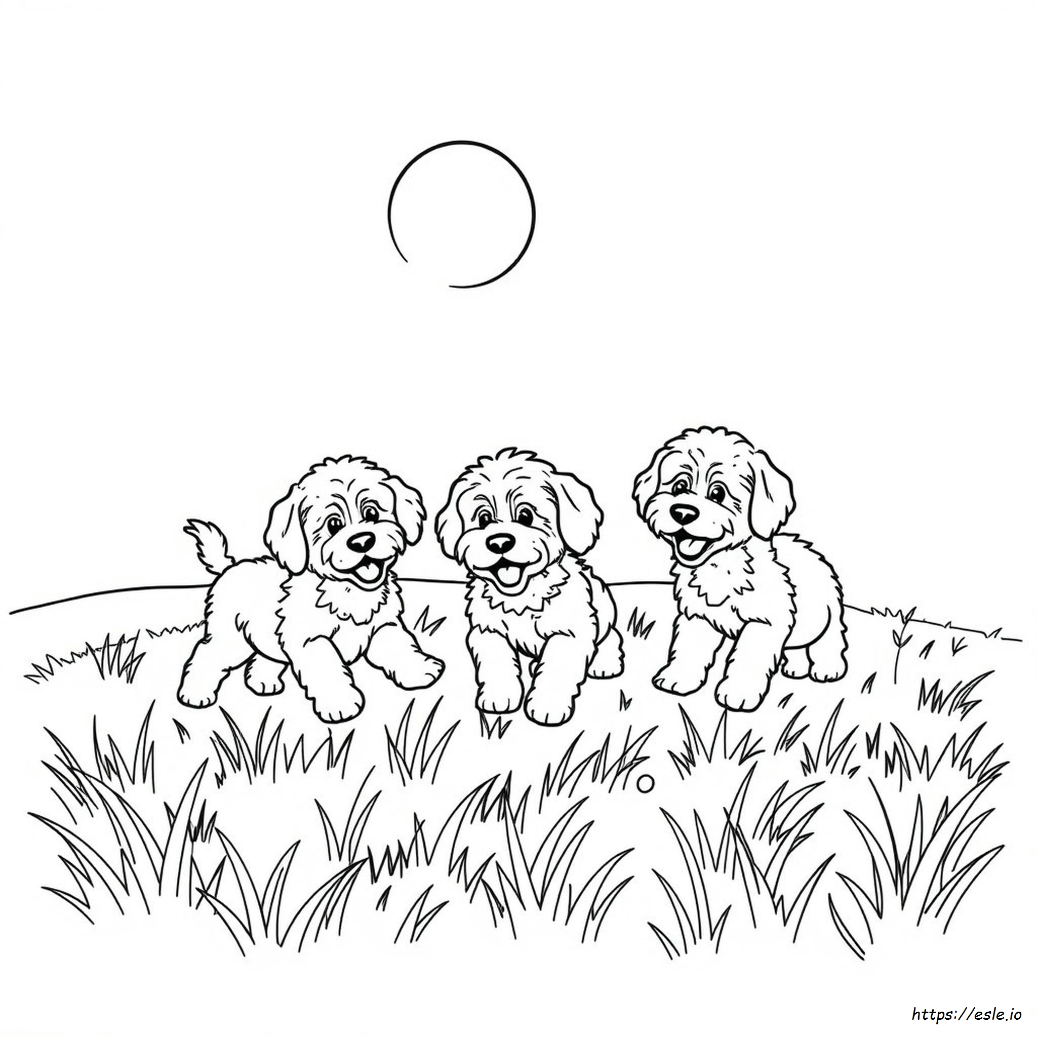 Coloring Pages for Aussiedoodles - Free Printable