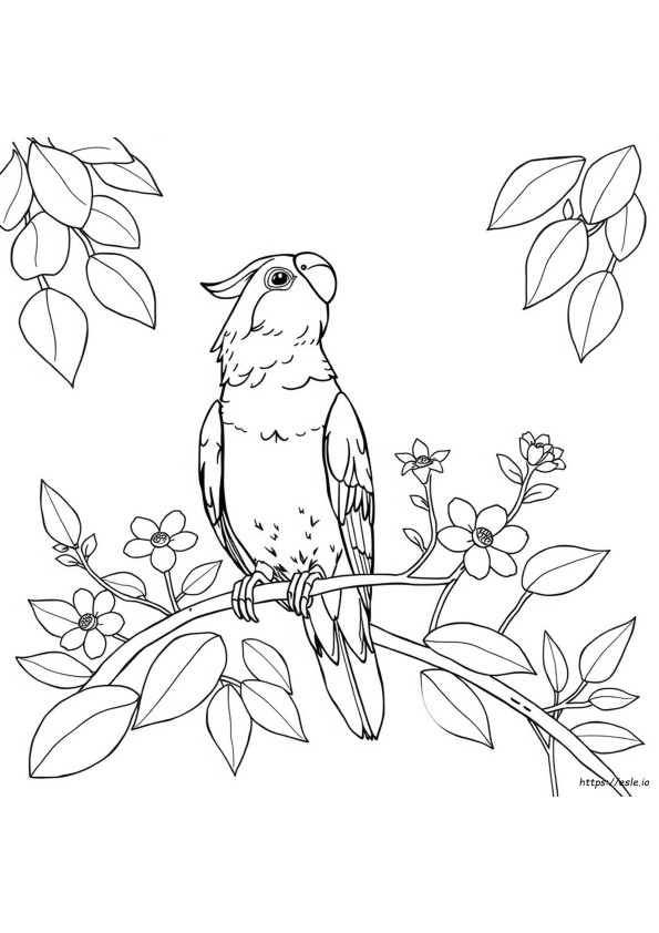 I Cockatiel Sono Daltonici?