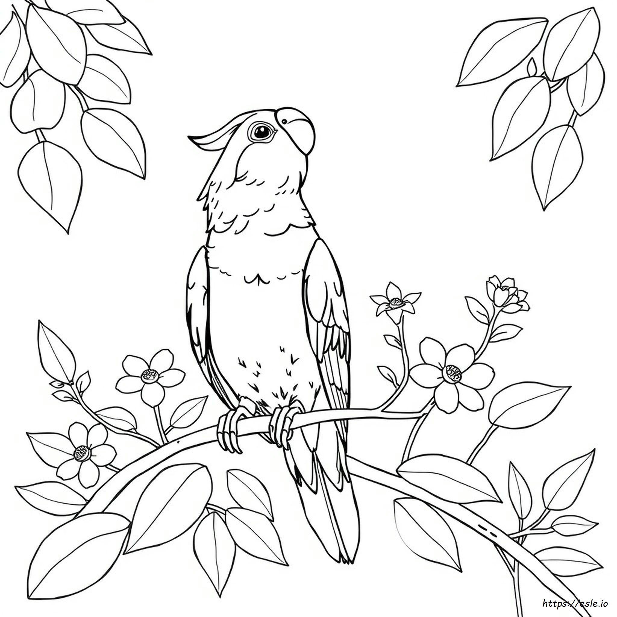 Gambar Mewarnai Apakah Cockatiel Buta Warna - Gratis