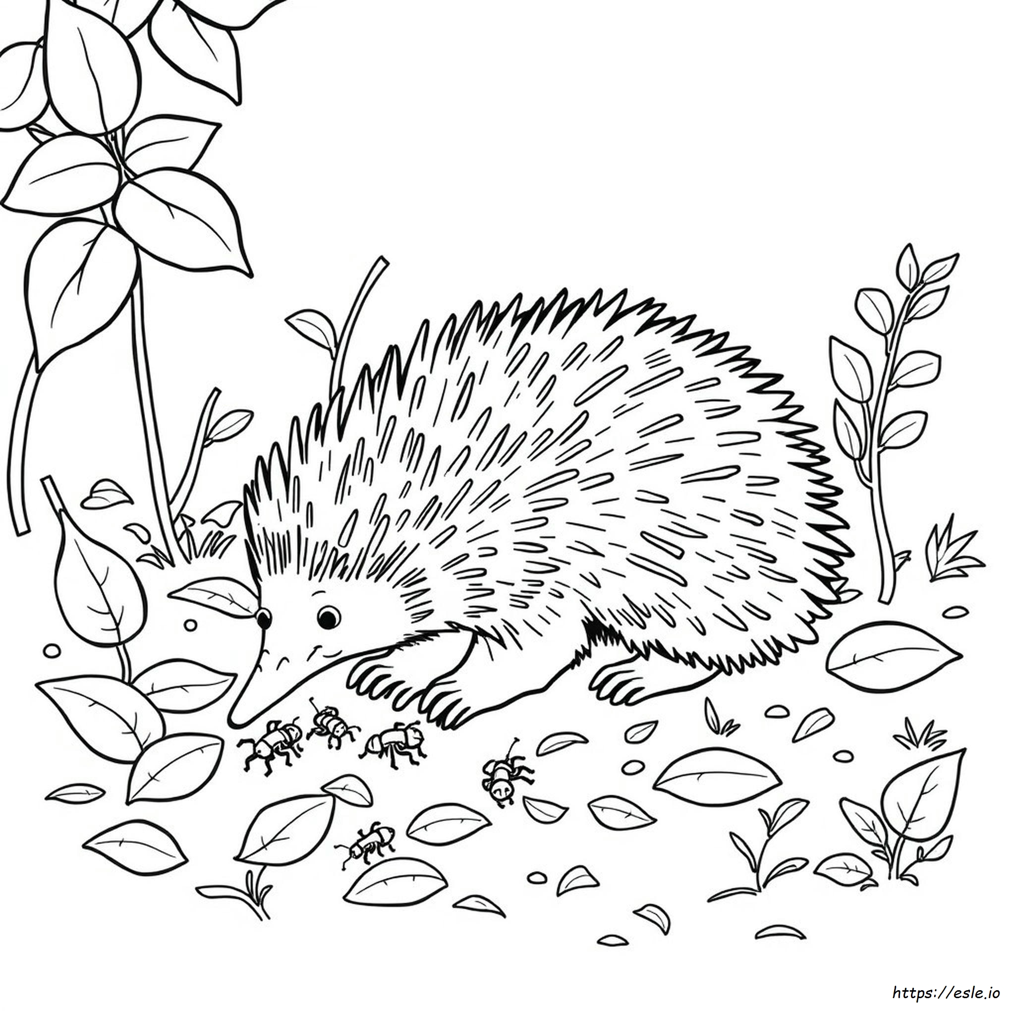 Echidna Colouring Pages - Free Printable