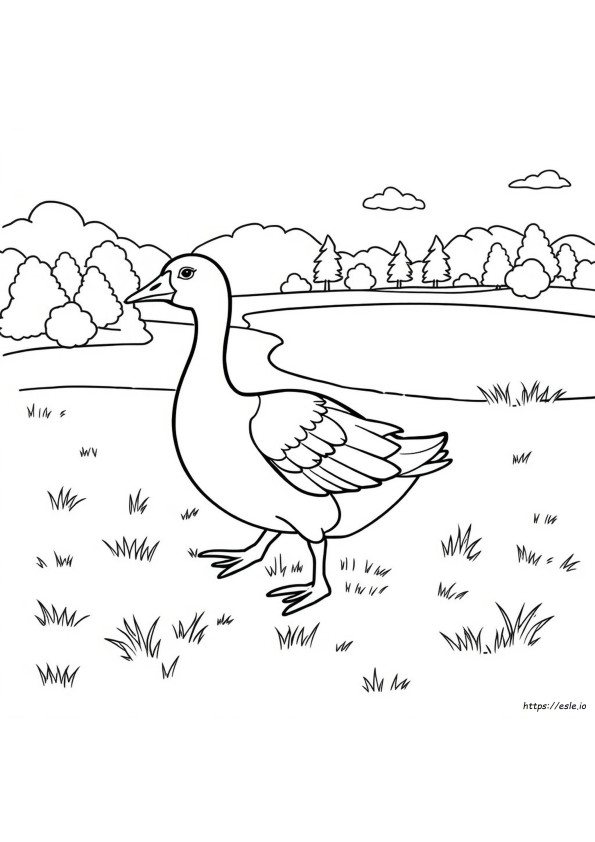 Coloriages Canard