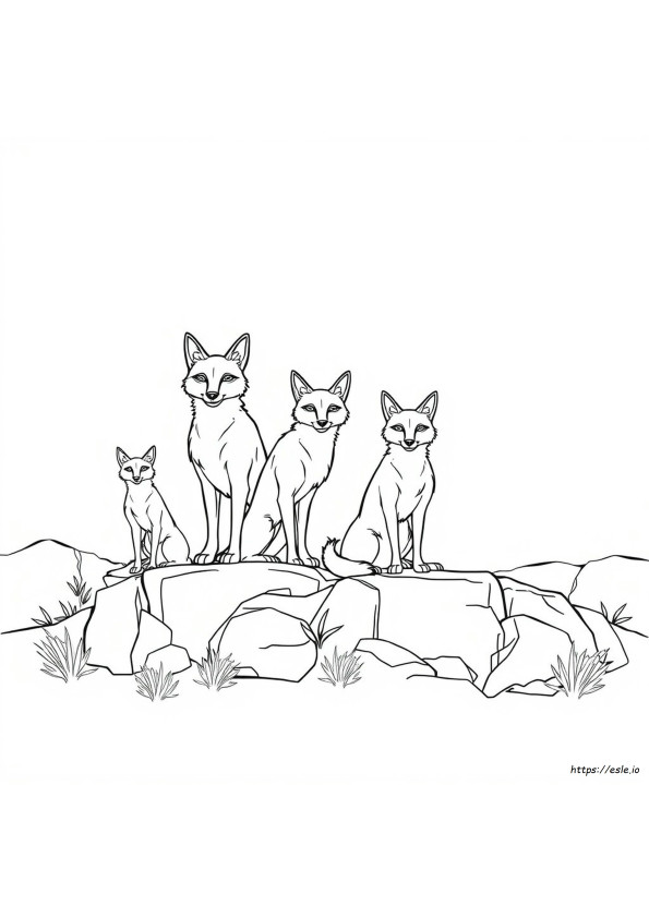Coyote De Diferentes Colores