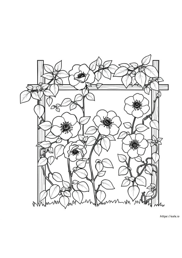 Cherokee Rose Coloring Page