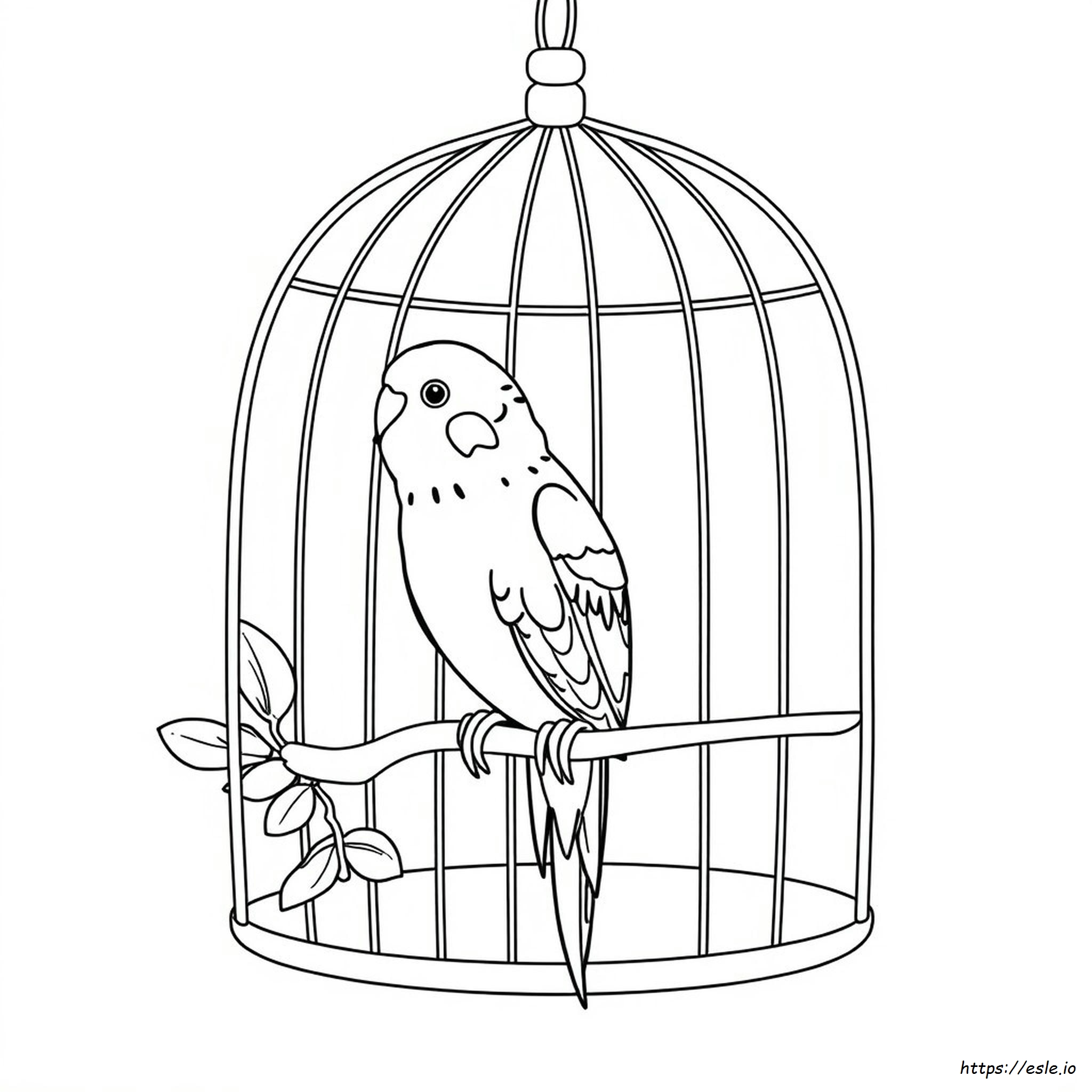 What Colors Do Budgies Like