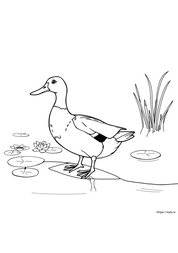 Pato Selvagem Para Colorir