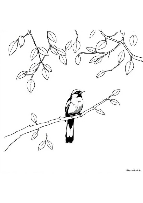 Blackbird Colouring Pages