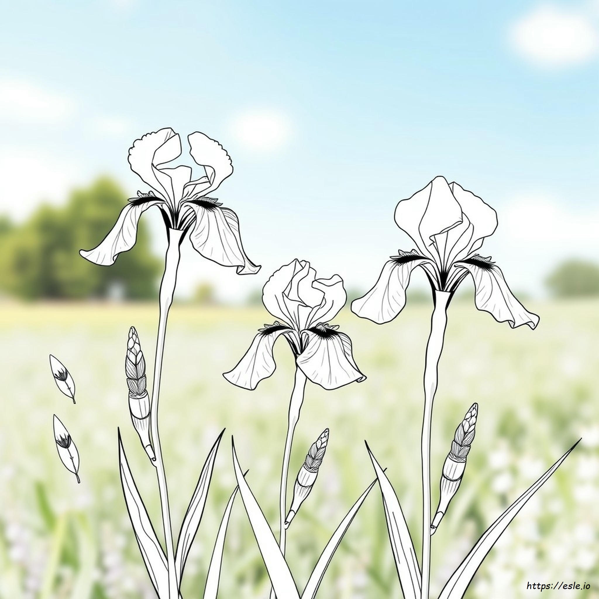 Can You Change The Color Of Iris Flowers - free printable coloring page