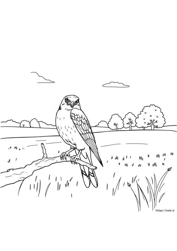 American Kestrel Coloring Page