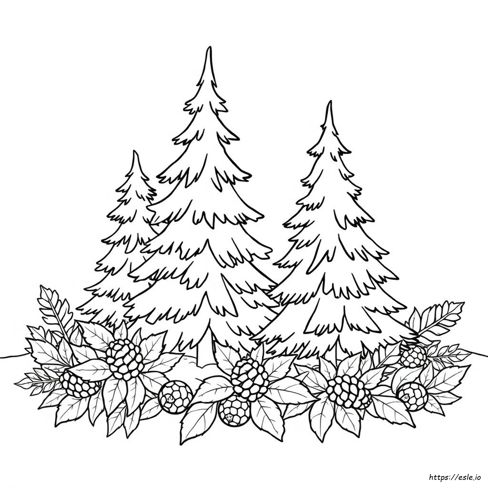 Douglas Fir Coloring Page