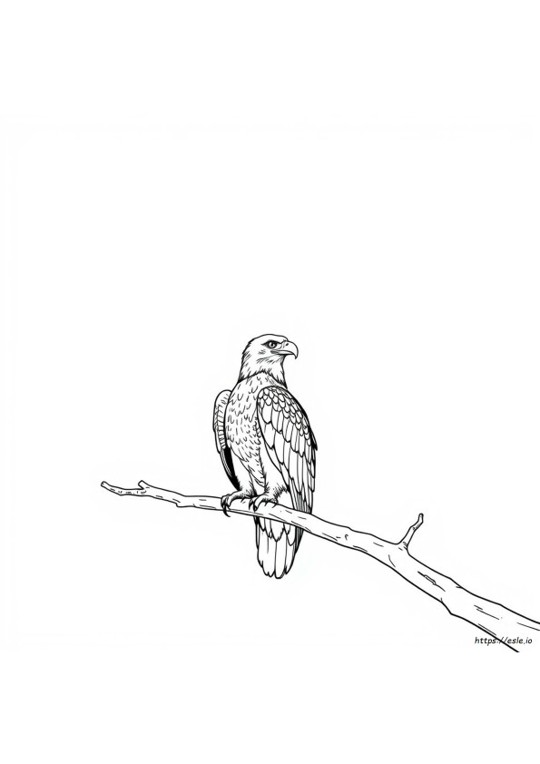 ハクトウワシの塗り絵
